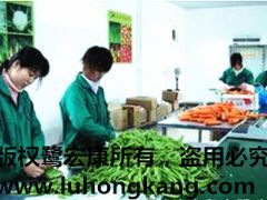 厦门专业的鹭宏康果蔬提供商 打造高效可靠的蔬菜配送代理服务